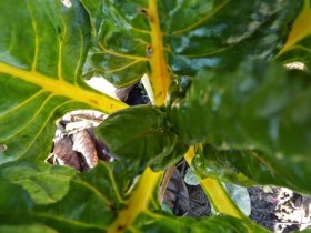 Kanári mángold - Igazi saláta különlegességek az Egzotikus Növények Stúdiója kínálatából